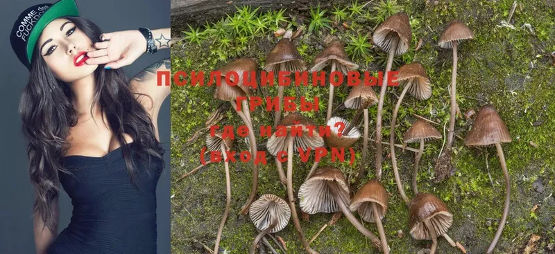 Галлюциногенные грибы Psilocybe  даркнет сайт  Дегтярск 